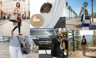 Valentine’s Day with Your Dog: Stylish Dog Carriers for Life on the Go