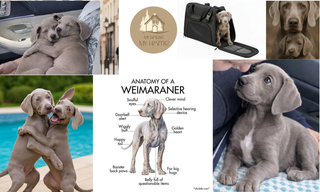 Why the Weimaraner Stole My Heart