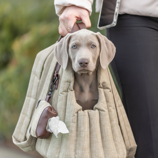 Puppy in a bag held by a person with a blurred background