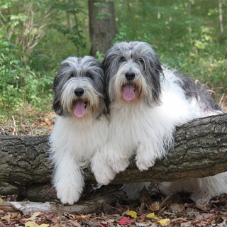 Poolse Laagland Herder Senior - Speciaal droogvoer Yourdog