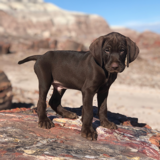 LUMI™ Puppy Carrier — Soft Mint Edition