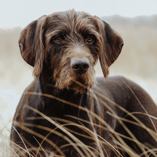 Dog with a brown and black coat sitting outdoors with a blurred background