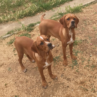 Two brown dogs standing on a dirt path with grass and pavement in the background.