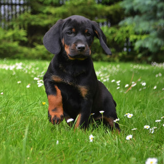 Polish Hunting Dog puppy
