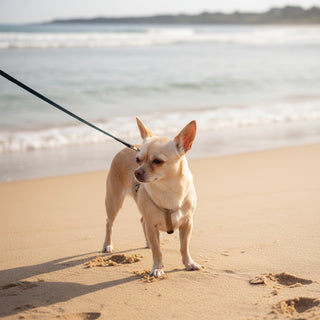 Small dog on a leash standing in a grassy field