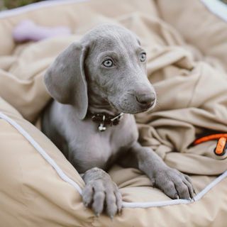 Gray puppy sitting on a beige dog bed with a blanket