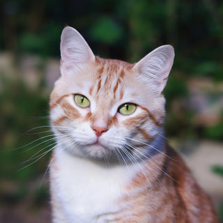 Orange and white cat with a blurred green background