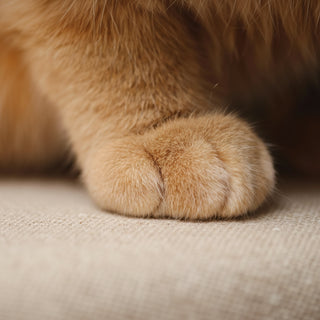 Close-up of a cat's paw on a wooden surface
